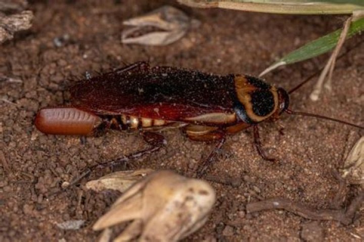 Do cockroaches mate?