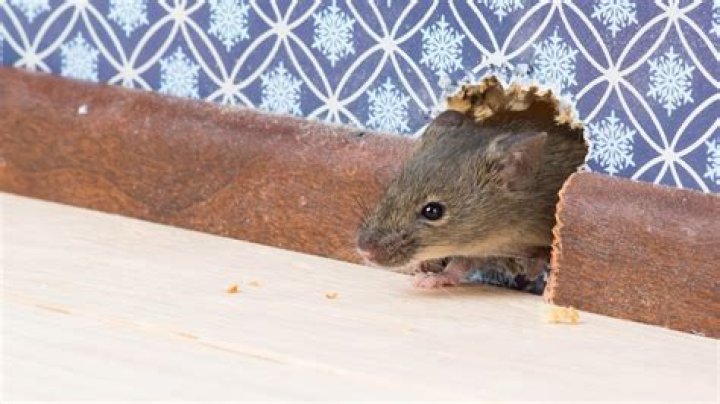 What attracts rats to your house?